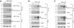 V5 Tag Antibody in Western Blot (WB)