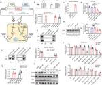 DYKDDDDK Tag Antibody in Western Blot (WB)