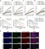 Ki-67 Antibody in Immunocytochemistry (ICC/IF)