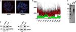 GAPDH Antibody in Western Blot (WB)