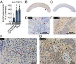 GFP Antibody in Immunohistochemistry, Immunohistochemistry (Paraffin) (IHC, IHC (P))