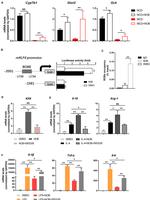 RORA Antibody in ChIP Assay (ChIP)