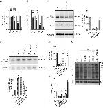 Ezrin Antibody in Western Blot (WB)