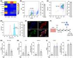 CD44 Antibody in Immunocytochemistry (ICC/IF)