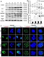 Phospho-GATA3 (Ser308) Antibody in Western Blot (WB)