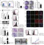 Vimentin Antibody in Immunocytochemistry (ICC/IF)