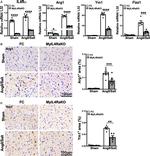 Arginase 1 Antibody in Immunohistochemistry (IHC)