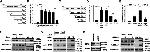 HDAC6 Antibody in ChIP Assay (ChIP)