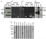 PDI Antibody in Western Blot (WB)