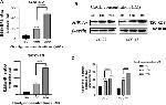 Actin Antibody in Western Blot (WB)