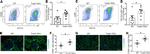 CD64 Antibody in Immunohistochemistry (Frozen) (IHC (F))