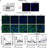 LC3B Antibody in Western Blot (WB)