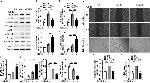 VCAM-1 (CD106) Antibody in Western Blot (WB)