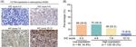 CCT6A Antibody in Immunohistochemistry (IHC)