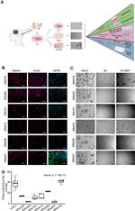 SOX2 Antibody in Immunocytochemistry (ICC/IF)