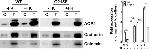 Calnexin Antibody in Western Blot (WB)