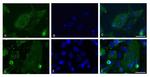 SARS/SARS-CoV-2 Nucleocapsid Antibody in Immunocytochemistry (ICC/IF)