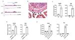 ATOH8 Antibody in Immunohistochemistry (IHC)