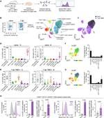 H-2Db Antibody in Flow Cytometry (Flow)