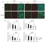 iNOS Antibody in Immunohistochemistry (Frozen) (IHC (F))