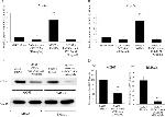 Eotaxin 3 Antibody in Western Blot, Neutralization (WB, Neu)