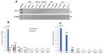 TFF1 Antibody in Western Blot (WB)