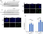 TFF1 Antibody in Western Blot (WB)