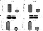 LAPTM4B Antibody in Western Blot (WB)