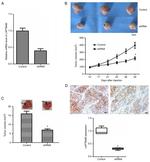 LAPTM4B Antibody in Immunohistochemistry (IHC)