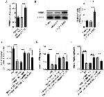 Cyclin D1 Antibody in Western Blot (WB)