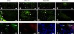 CD31 Antibody in Immunocytochemistry (ICC/IF)