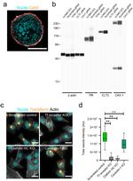 Clathrin Heavy Chain Antibody in Western Blot (WB)