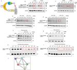 Cullin 1 Antibody in Western Blot (WB)