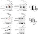 Cullin 1 Antibody in Western Blot (WB)