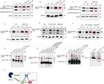 Cullin 1 Antibody in Western Blot, Immunoprecipitation (WB, IP)