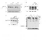 Cullin 1 Antibody in Western Blot (WB)