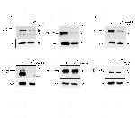 Cullin 1 Antibody in Western Blot (WB)