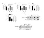 Cullin 4B Antibody in Western Blot (WB)