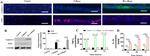 iNOS Antibody in Western Blot (WB)