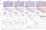 UGT8 Antibody in Immunohistochemistry (IHC)