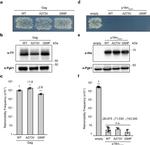 6x-His Tag Antibody in Western Blot (WB)