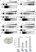 6x-His Tag Antibody in Western Blot (WB)