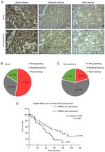 RBM24 Antibody in Immunohistochemistry (IHC)