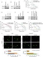 RBM24 Antibody in Western Blot (WB)