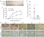 RBM24 Antibody in Immunohistochemistry (IHC)