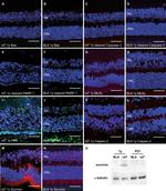 Bax Antibody in Western Blot (WB)