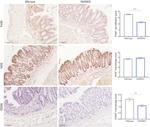 iNOS Antibody in Immunohistochemistry (IHC)