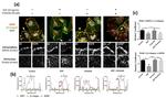 EGFR Antibody in Immunocytochemistry (ICC/IF)