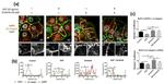 EGFR Antibody in Immunocytochemistry (ICC/IF)