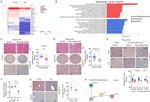 Bi-1 Antibody in Immunohistochemistry (IHC)